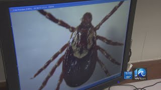 As scientists study exotic tick parent warns others after child suffers tick paralysis [upl. by Kcod]