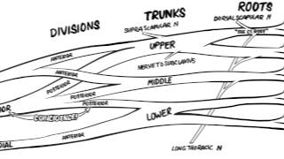 The Brachial Plexus Animated Review HD [upl. by Cyler]