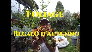 Prezioso regalo dAutunno le Foglie tutorial giardinaggio gardenersworld Foliage a Monfestino [upl. by Teeter]