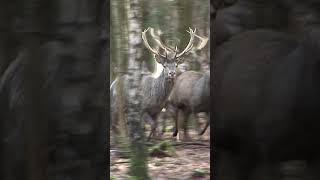 Battue aux cervidés au domaine de Boutissaint Partie 4 chasseur pêche [upl. by Arinay]