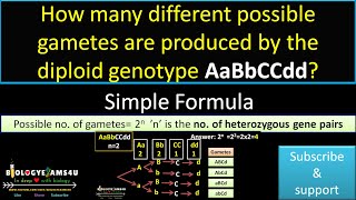 How many different possible gametes are produced by the diploid genotype AaBbCCddGenetics Problems [upl. by Jacquette]