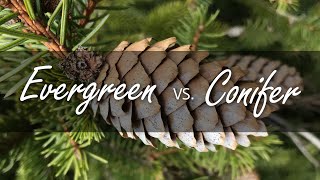 Evergreen vs Conifer  whats the difference [upl. by Ilaw]