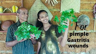 How to cooking Peperomia pellucida recipe easy waysShiny bush recipediya thippili recipe tutorial [upl. by Anua]