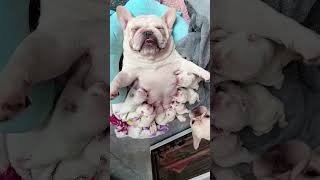 Adorable Bulldog Puppies Breeding Care and Growth Tips4 [upl. by Aihsyn219]