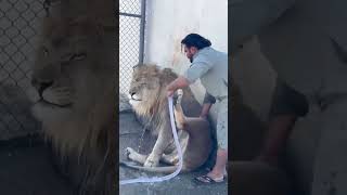 LION KING 👑 SHOWER tiger lion nature love jungle tigerbaby [upl. by Arrakat]