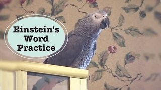 Einstein  Best Talking Parrot Word Practice [upl. by Tony]