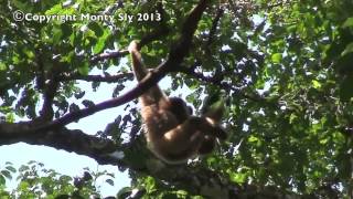 Wild Gibbon Sings [upl. by Nedia980]