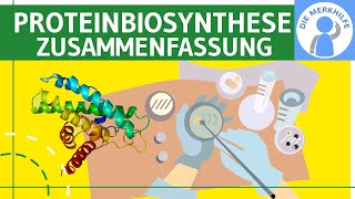 Proteinbiosynthese  Translation amp Transkription  Abiturzusammenfassung Proteinbiosynthesen Genetik [upl. by Lyckman]