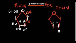 Introduction to Nucleic acids  structure function and components [upl. by Ronile221]