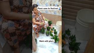 Plant care in festival indoorplants home gardenplants youtubeshorts balconygarden [upl. by Shriver]