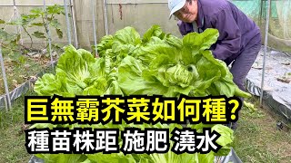 巨無霸芥菜如何種用種苗種成功率高，施肥和澆水管理完整分享 阿星種植 [upl. by Jasmin961]