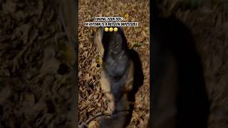 Autumn dog poop hide and seek fun🤣🤣🤣 dog autumn germanshepherd funny comedy humor shorts [upl. by Anaigroeg183]