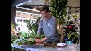 Mount Your Staghorn Fern in Under 5 Minutes [upl. by Iniretake]