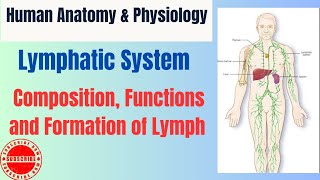 Lymphatic System I Composition Function amp Formation of Lymph I HAPpharmacy [upl. by Anayi672]