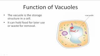 Function of Vacuoles [upl. by Wiese176]