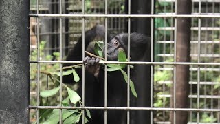 クロザル 千葉市動物公園 2020年9月17日 [upl. by Leinoto]