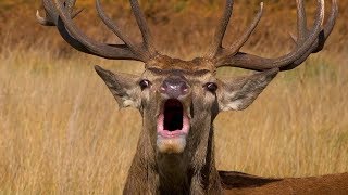 The Rut  Autumn in Richmond Park  Deer and Birds [upl. by Ahtanamas58]