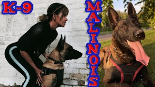 What does a Malinois love Cute Belgian Shepherd Dogs 💚🐕‍🦺 [upl. by Asselam]