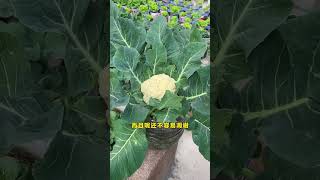 The end of growing flowers is growing vegetables garden gardentips vegetables plantingtips [upl. by Aerbma806]