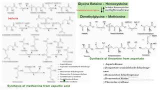 metionina treonina aspartato síntesis biochemistry bioquímica [upl. by Nallij965]