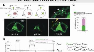 Optical tool to study P2X4 receptor trafficking [upl. by Iraam226]