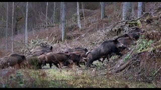 Wild boar hunting Montéria 2014 [upl. by Nakashima]