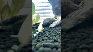 Albino Corydoras Albino Paleatus Cory [upl. by Oel]