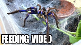 EPIC GIANT TARANTULA  SCORPION FEEDING VIDEO MEET 24 PET ARACHNIDS [upl. by Jordanna]