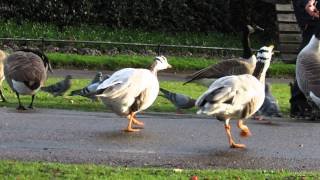 Canada Goose Bites Bar Headed Goose [upl. by Myrilla]