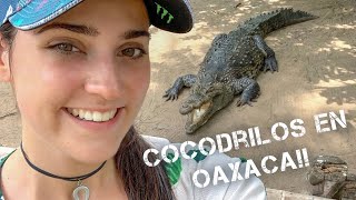 AVISTAMIENTO DE COCODRILOS EN OAXACA Les cuento mi experiencia en La Ventanilla  VLOG Parte 2 [upl. by Erich]