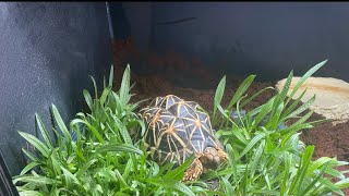 Bringing home a Indian star tortoise [upl. by Eiraminot]