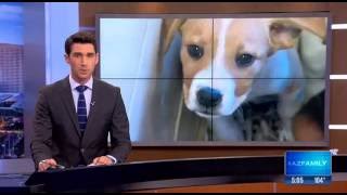 Arizona Pet Store Law Goes Into Affect [upl. by Dahs]