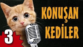 Konuşan Kediler 3  En Komik Kedi Videoları [upl. by Werd178]