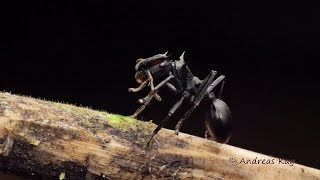 Turtle Ants Cephalotes atratus from Ecuador [upl. by Aytak]