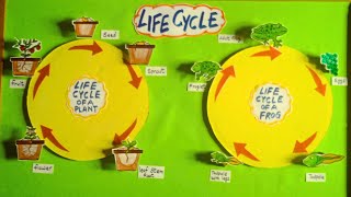 The Life Cycle of a Frog  Life Cycle Of a Plant  how plant grow  life cycle of Frogplant model [upl. by Mihcaoj]