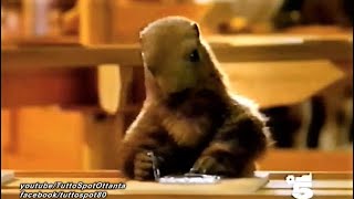 Spot  MILKA quotMarmotta che confezionava la cioccolataquot  1998 Completo HD [upl. by Ybbil]