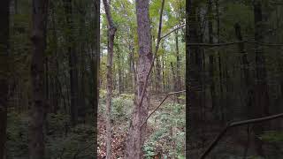 Shorts Pathways Descending through the Forest to Wells Memorial Trail at Monte Sano State Park [upl. by Seaver]