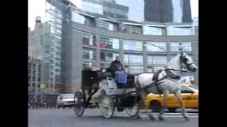 Carriage Horses in New York City [upl. by Earl]