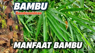 MANFAAT BAMBU‼️ MANFAAT POHON BAMBU  Bambusoideae bamboo bambu Bambusoideae bambusa pohonbambu [upl. by Redliw586]