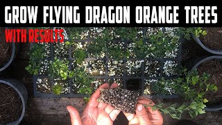 Grow Hardy Orange Flying Dragon Trees from Seed [upl. by Donnell156]