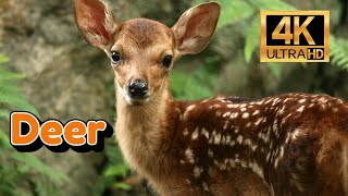 Deer 4K [upl. by Heinrich]