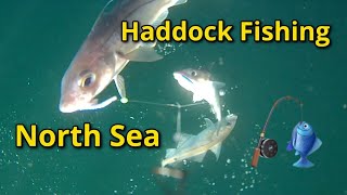 Haddock Fishing North East Aberdeenshire Scotland 🎣🐟🐟 [upl. by Chapa]