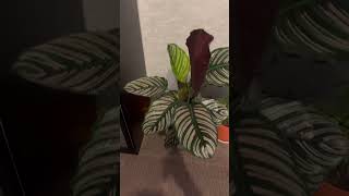 BEAUTIFUL CALATHEA ORNATA [upl. by Amando690]