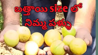 Do you know how much income they get from lemon crop  Balaji lemon lemon plants [upl. by Saddler137]