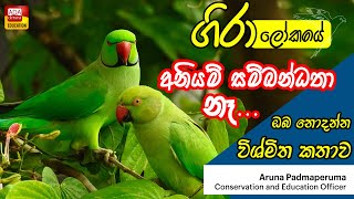 ගිරා ලෝකයේ අනියම් සම්බන්ධතා නැ ඔබ නොදන්න විශ්මිත කතාව [upl. by Hodosh]