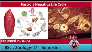 Fasciola Hepatica Life Cycle Single video  Platy helmenthes  HSR Bioinfo [upl. by Nathan]