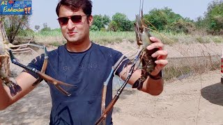 Scampi prawn Farming harvestMacrobacrium rosenbergiibig size at Aj Fisheries India [upl. by Eninnej]