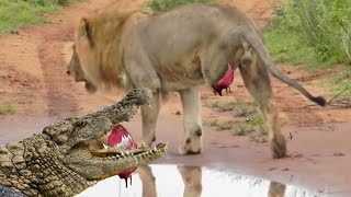 Momentos Increíble de animales salvajes ¡Este León Se Metió Con El oponente Equivocado [upl. by Catharine679]