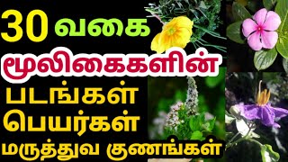 மூலிகை செடிகள் பெயர்கள் படங்கள் பயன்கள் herbal plants name mooligai plantsmooligai maruthuvam [upl. by Etnwahs]