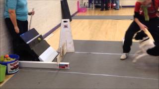 High Flyers Flyball Training  January 2014 [upl. by Verlie963]